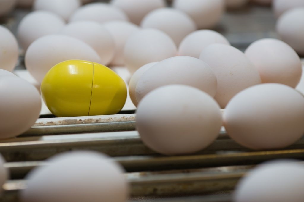 mosterd vreugde Shilling Transportschade aan eierschaal voorkomen