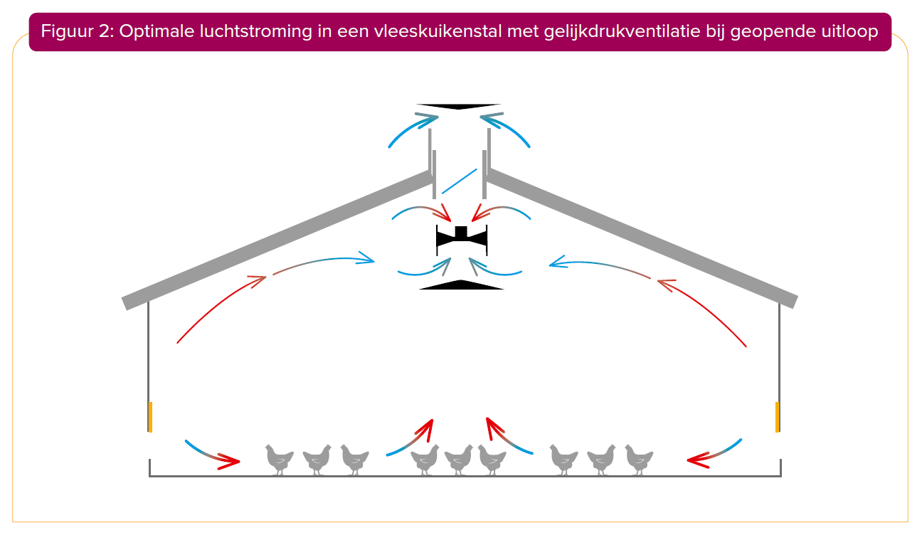 Figuur 2 OPtimale luchtstroming in een vleeskuikenstaal met gelijkdrukventilatie bij geopende uitloop