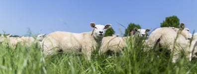 Geiten en schapen