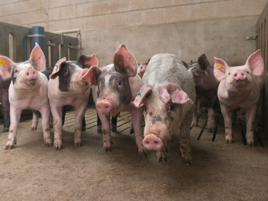 Verwerkt dierlijk eiwit als grondstof voor varkensvoer?