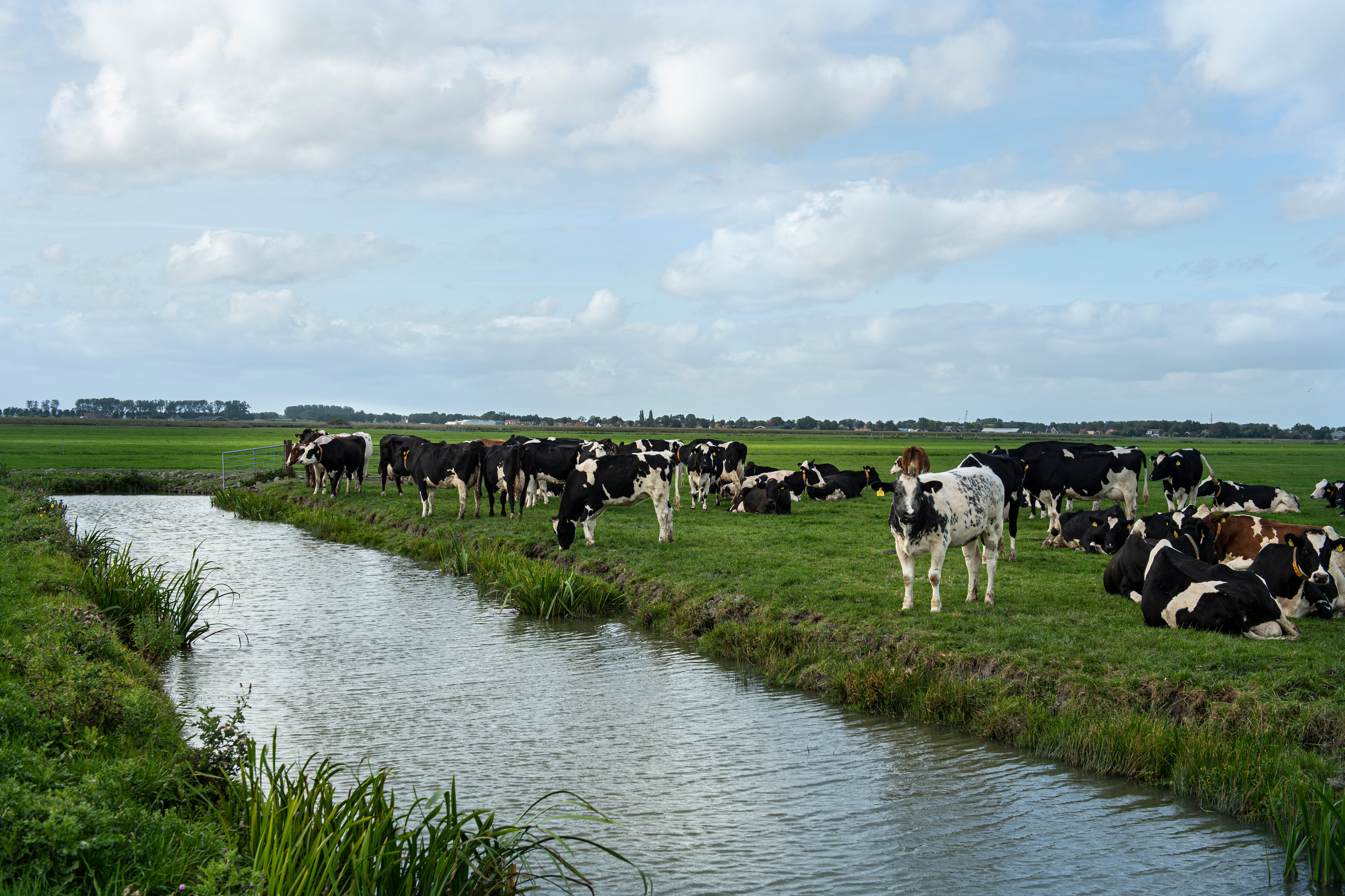 Biologisch melkvee in weide