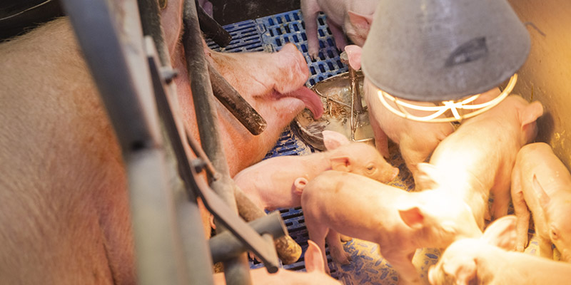 Zeug met biggen onder een warme lamp