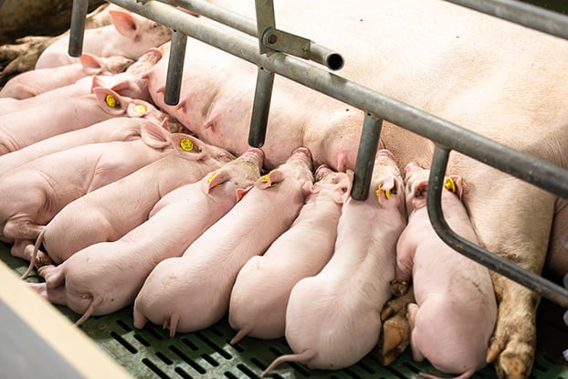 Biggen die bij de zeug liggen te drinken.